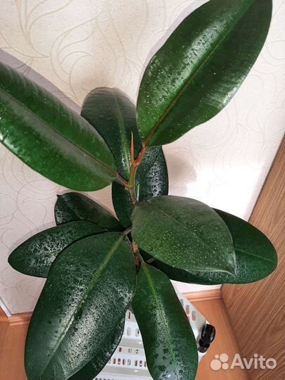 Фикус эластика Робуста
