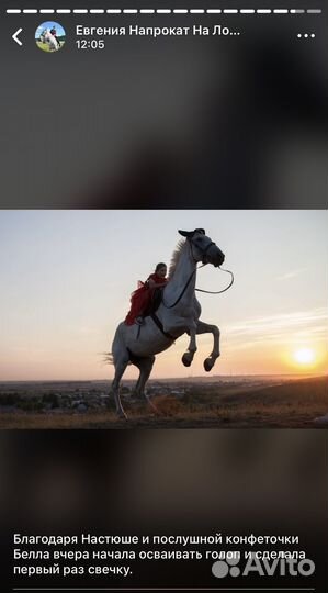 Прокат лошади