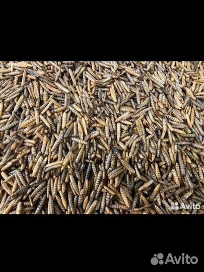 Личинки черной львинки сушёная