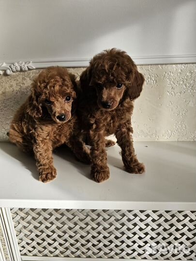 Щенки пуделя