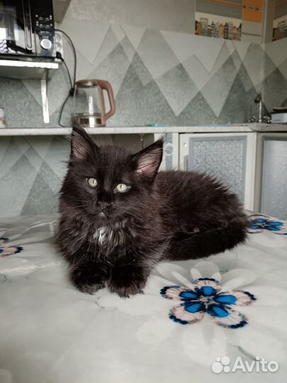 Продаю кунят 2 месяца