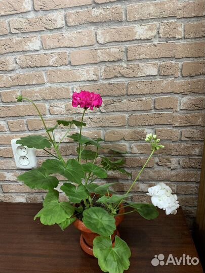 Пеларгония герань