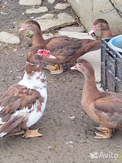 Мускусные утки индоутки