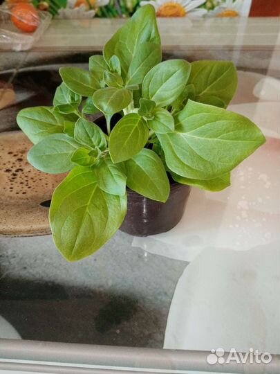 Петуния балконная, рассада