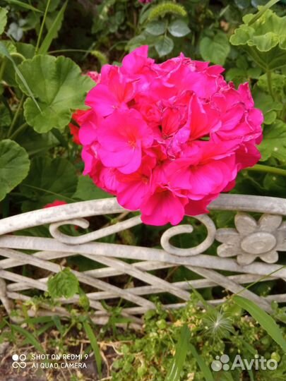 Цветы многолетники