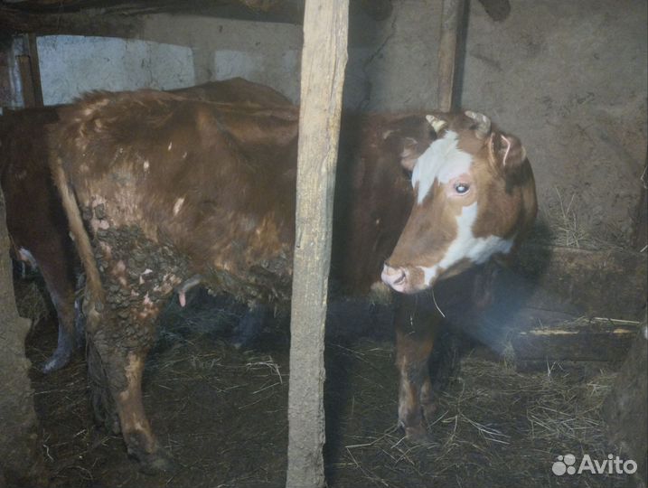 Корова с телёнком. бычок