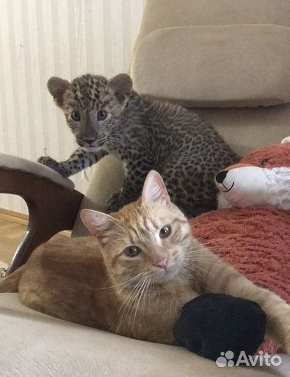 Передержка животных и птиц