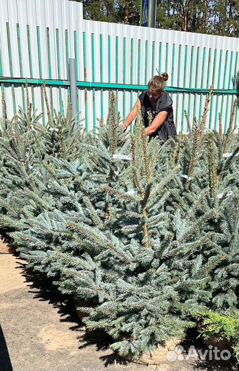Ель голубая Глаука Кейбаб Экстра