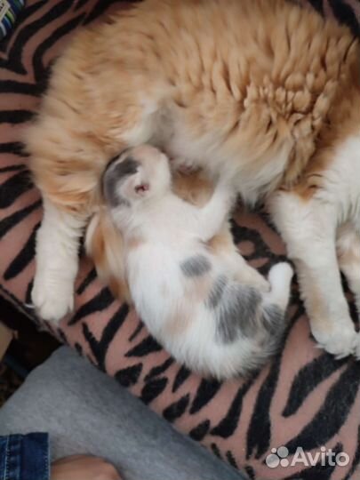 Кошка в дар бесплатно
