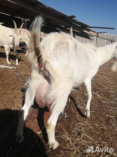 Козы доиные
