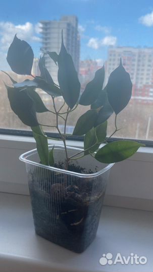 Фикус бенджамина