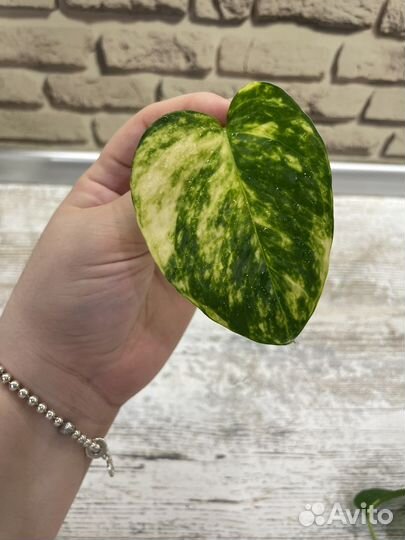 Эпипремнум золотистый (сциндапсус)