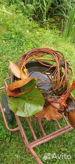 Нимфеи для пруда