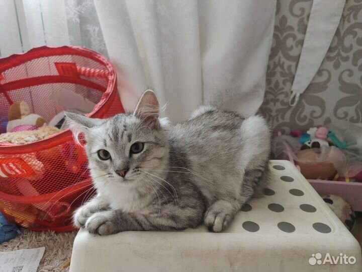 Котик в добрые руки