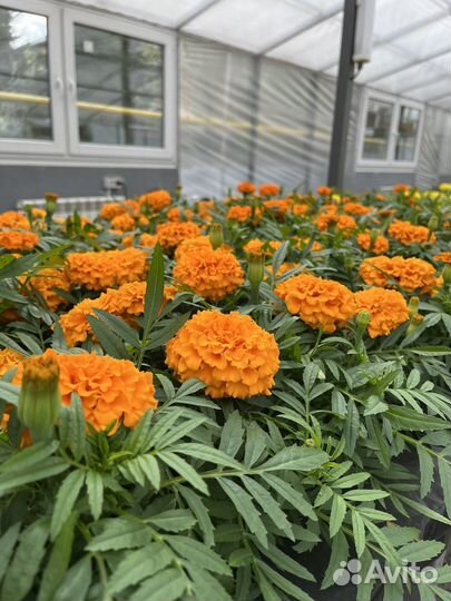 Рассада бархатцев