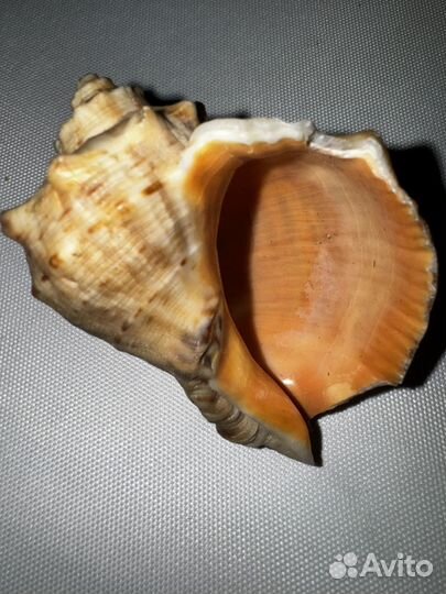 Ракушки раковины морские пакетом