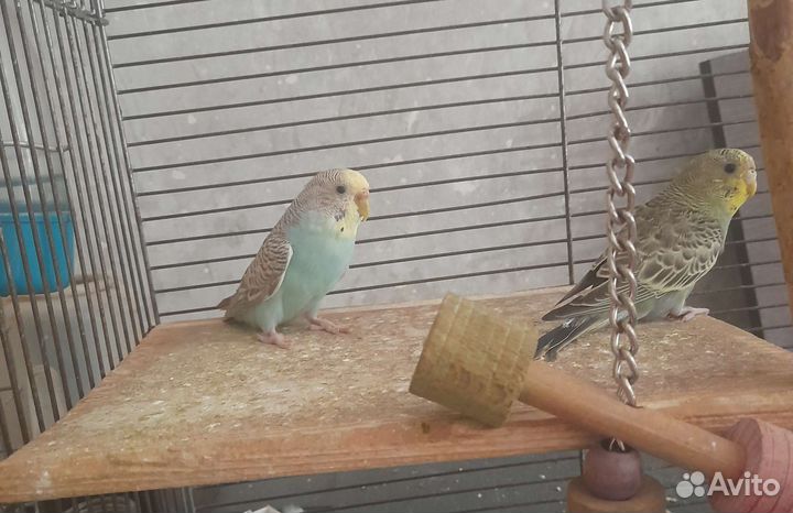 Волнистый попугай