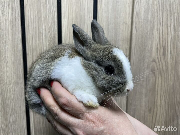 Декоративные карликовые кролики