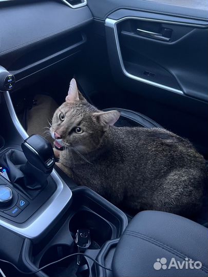 Экзотический кот