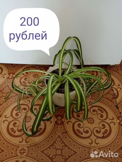 Хлорофитум