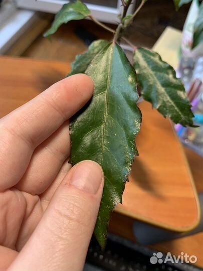 Гибискус купера