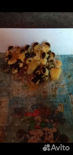 Домашняя птица утята