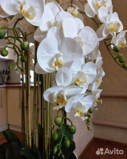 Орхидея