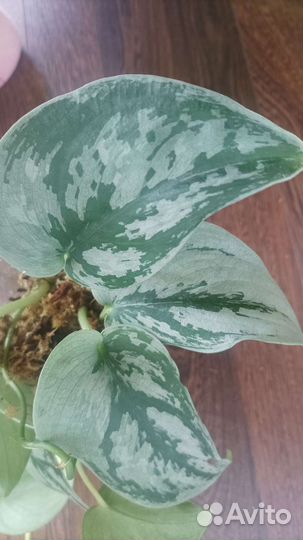 Сциндапсус Сильвер Свен, Silver Swan