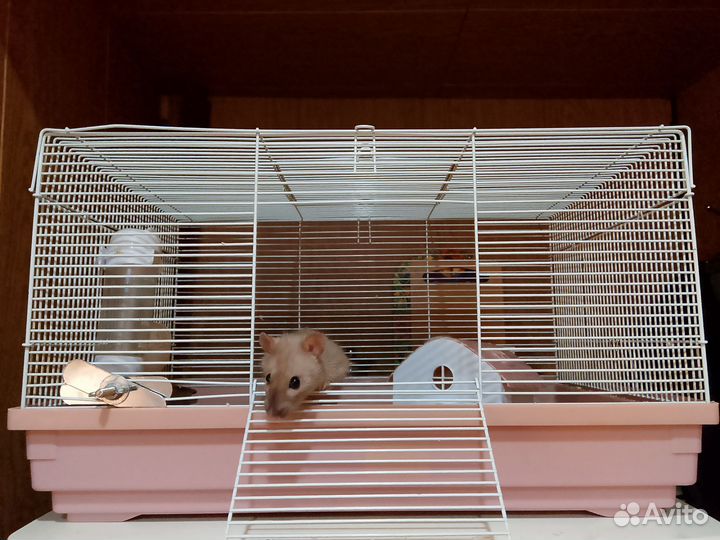 Крыса Дамбо