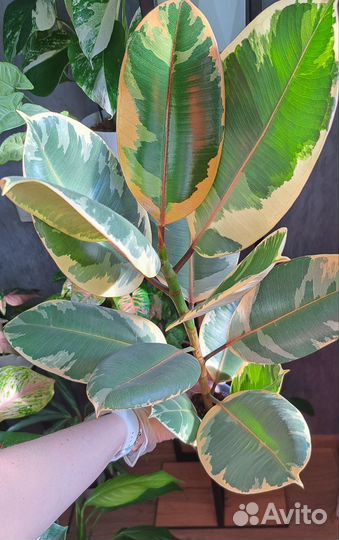 Фикус белиз