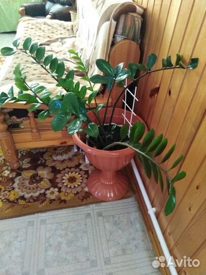 Комнотные растения