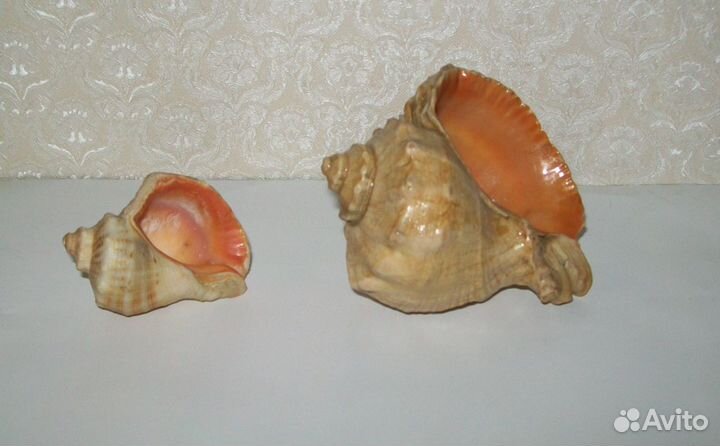 Морская раковина, винтаж, СССР