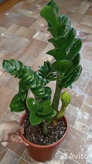 Замиокулькас зензи