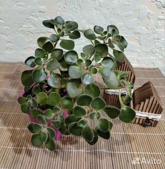 Аихризон дерево любви