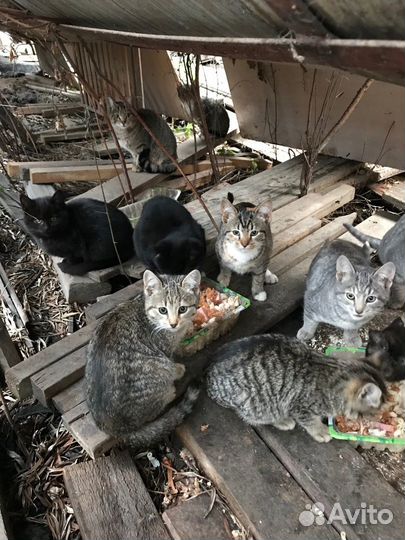 Отлов кошек