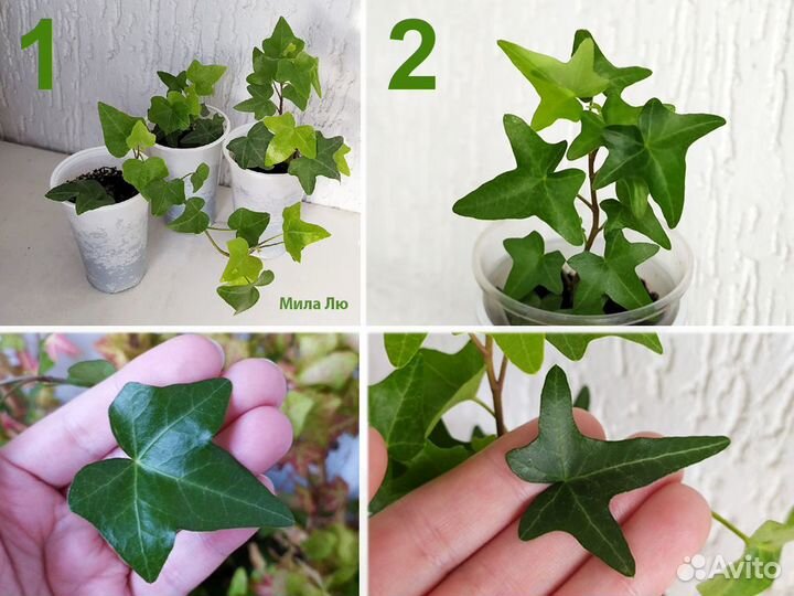 Плющи часть 1. Зеленые сорта (Hedera Helix)