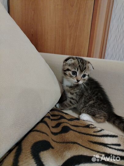 Вислоухие котята