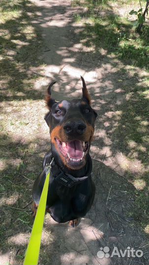 Передержка кошек и выгул собак