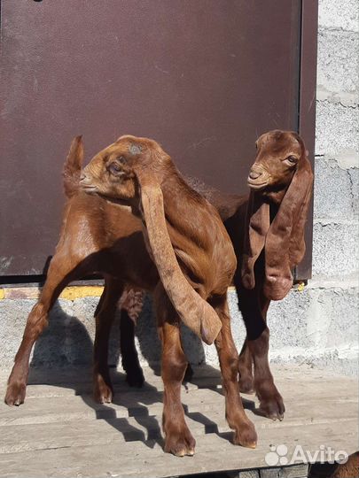 Козлики камори