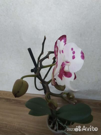 Орхидея Фаленопсис биглип молния