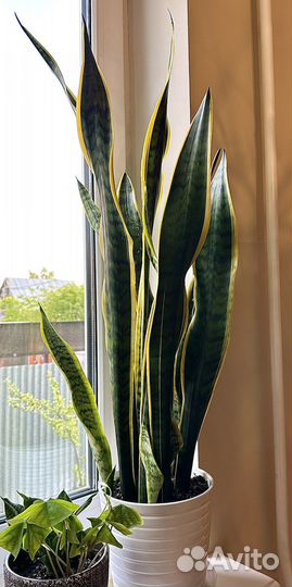 Комнатные растения цветы