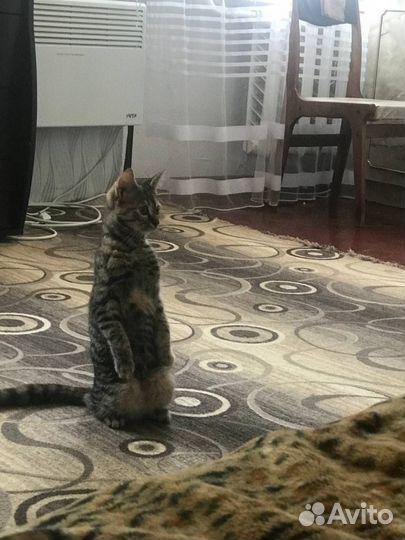 Кошки в добрые руки