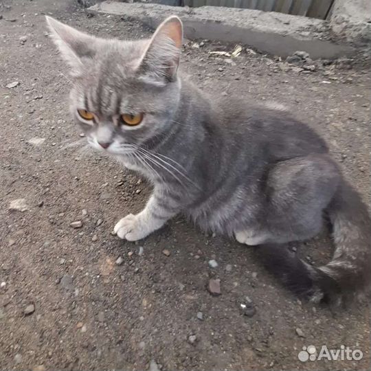 Домашние кошки живут на улице. Заберите их домой