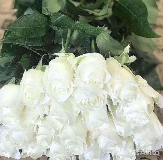 Высокие розы Гигантские розы с доставкой