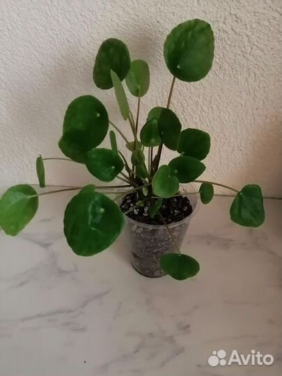 Пеперомия рейндроп