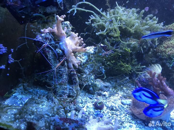 Морская живность и все для запуска