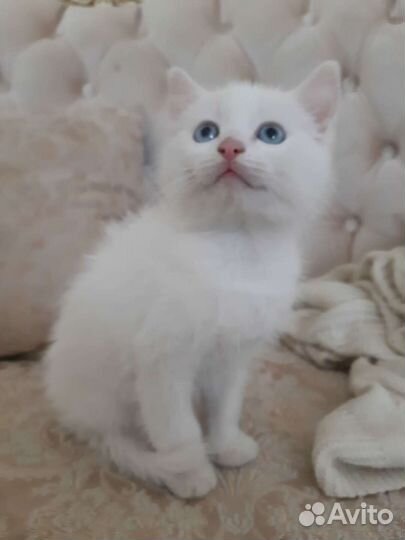 Котёнок с улицы ищет дом