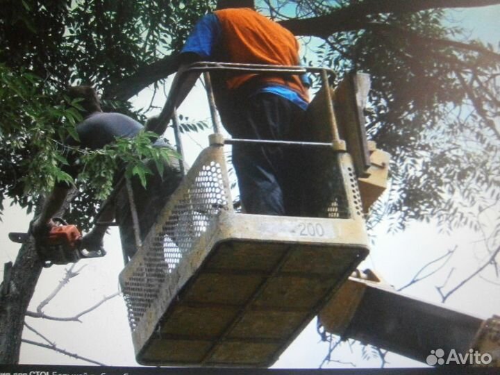 Спил деревьев. Обрезка