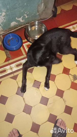 Собака в добрые руки