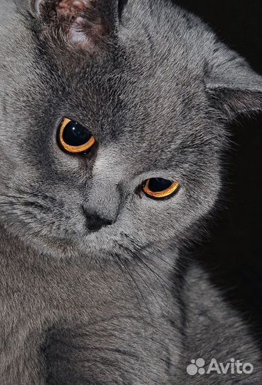 Британские котята